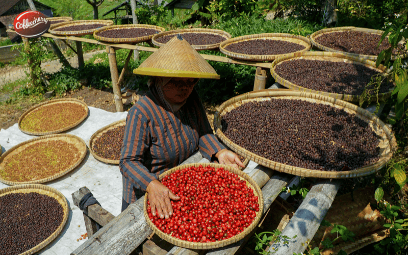 vi-sao-ca-phe-ben-vung-dang-la-xu-huong-toan-cau (3)